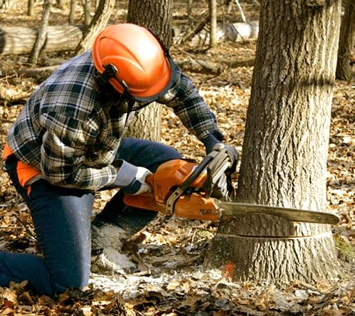 Tree Removal in Center Ossipee, NH